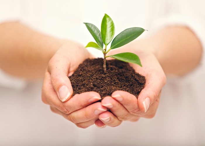 Hands holding a young plant representing a new beginning
